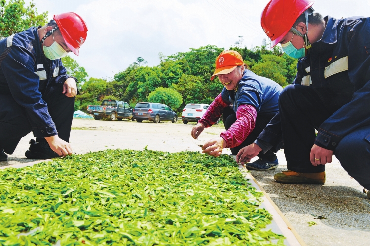 廣東臺(tái)山供電局保障茶農(nóng)茶企用電無(wú)憂(yōu)