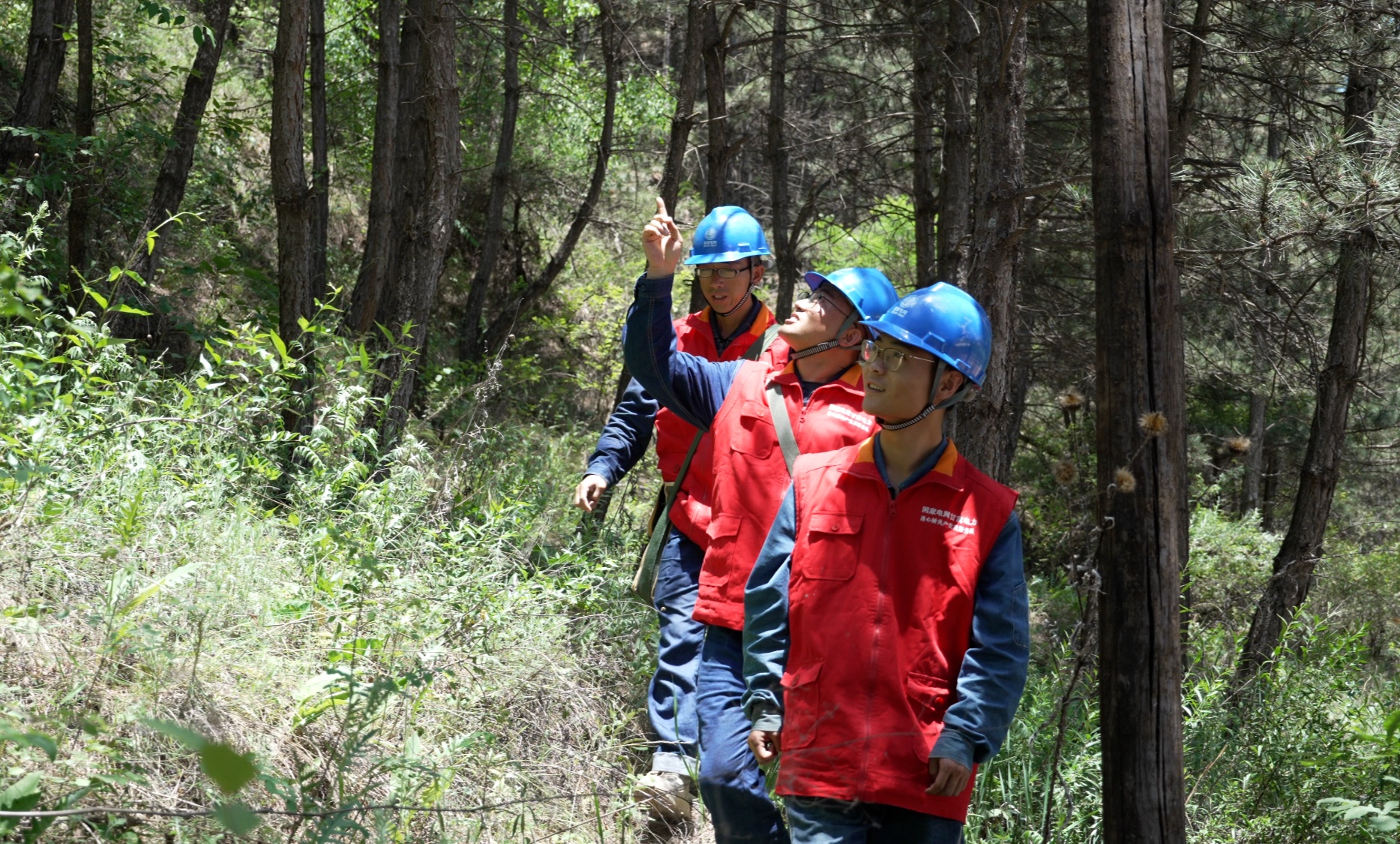 國網慶陽供電公司助力“再造一個子午嶺” 綠染隴東黃土塬