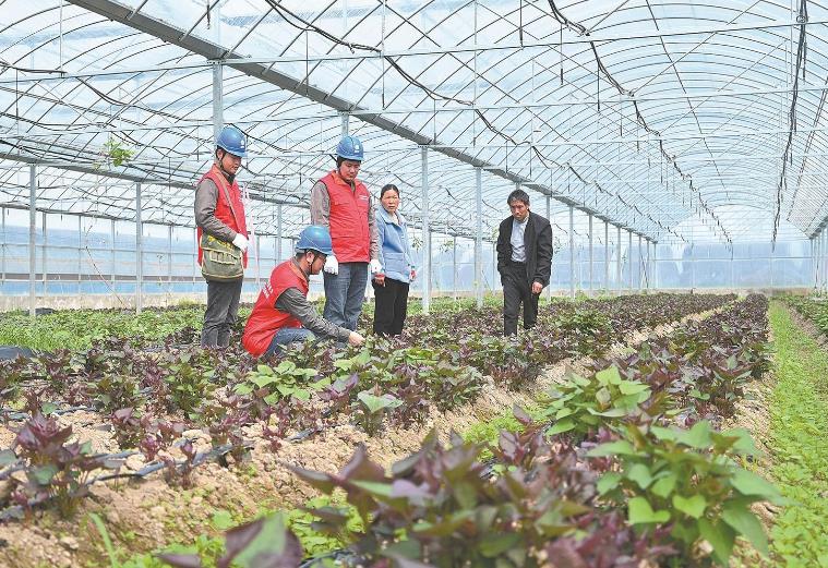 河南息縣：供電服務(wù)貼心，種植紅薯有信心”